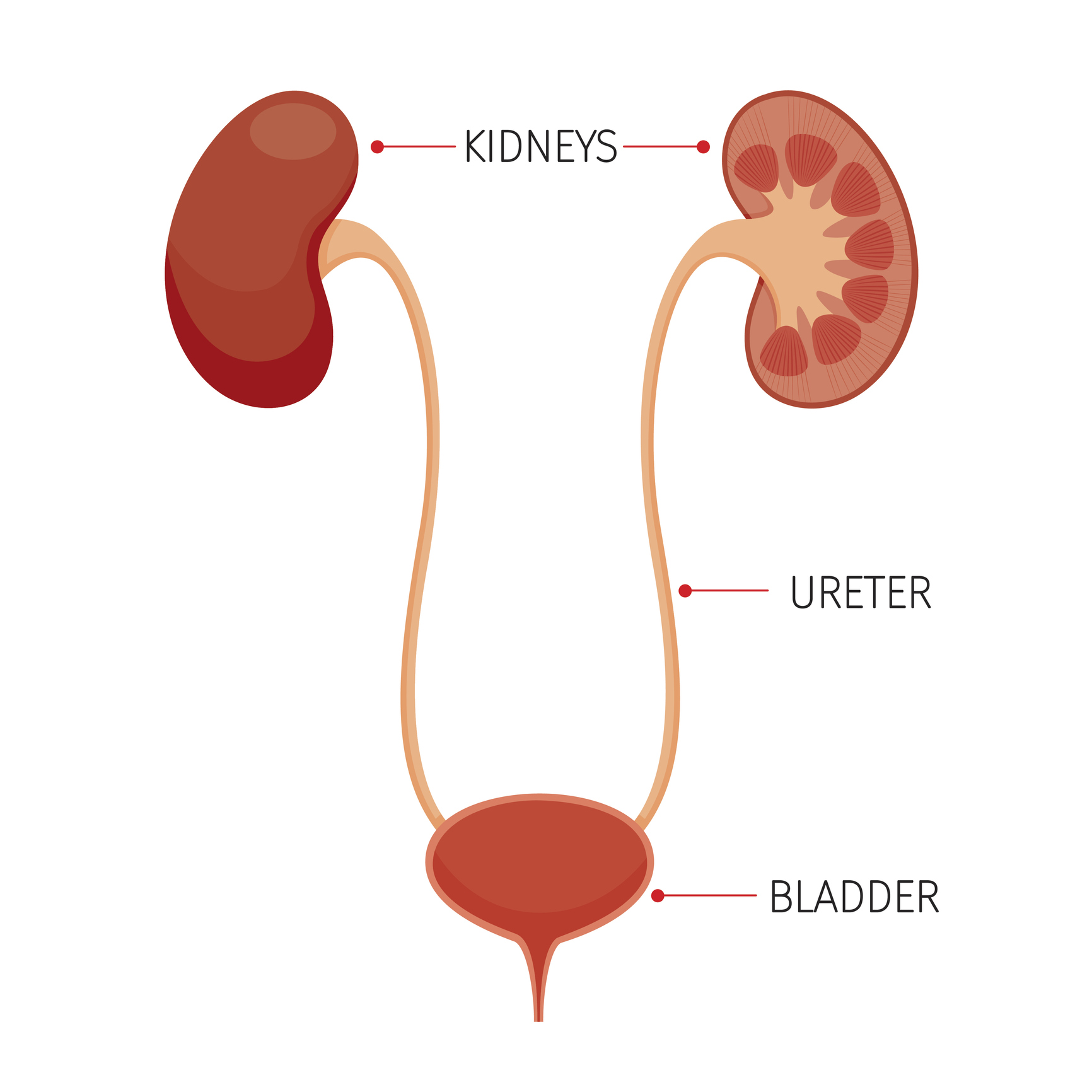 kidney to bladder